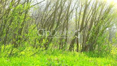 green grass and drops of morning dew