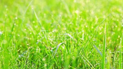 green grass and drops of morning dew