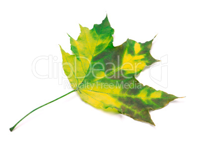 Multicolor maple leaf