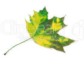 Multicolor maple leaf