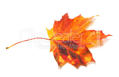 Autumn maple-leaf