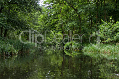 Fluss, Ufer, Seerose, Fließ, Fließe, Spreewald, Lübbenau, grün, Natur, erholungsgebiet, Urlaub, erholen, idylle, kahnfahren, kahnfahrt, lübben, romantisch, ruhe, sorben, spree, tourismus, wald, baum, bäume, flußlandschaft, kanal, lehde, stille, wasser, wa