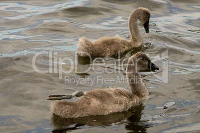 Schwan, Schwäne, Familie, Kinder, Babys, putzen, weiß, grau, klein, Nest, Aufzucht, aufwachsen, Spreewald, typisch, Ufer, grün, Busch, Fluss, Fliess, am Wasser, jung, Vögel,