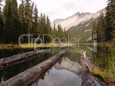 See, Herbst, Indian Summer, National Park, Baum, tot, abgestorben, Treibholz, Bieber, See, Beaver Lake