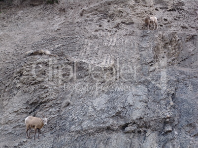 Steinbock, Ziege, Bergziege, klettern, kurios, Wand, Felswand, Felsen, Berg, Gebirge, typisch, Amerika, Nationalpark, grau, Berghang, Klippe