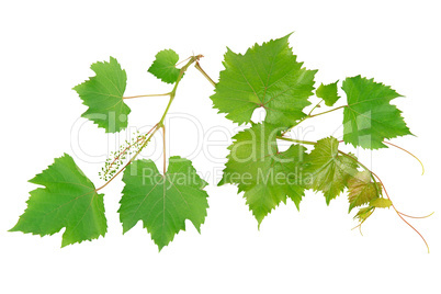 vine leaves