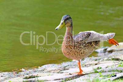 domestic duck on background pond