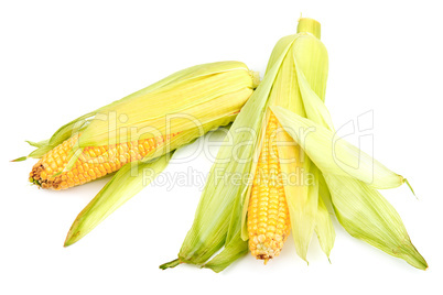 Corn cobs isolated on a white background