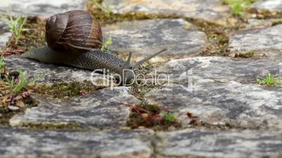 Active garden snail crawling