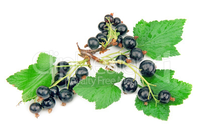 black currant on white background