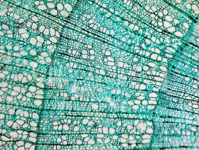 Pine Wood micrograph