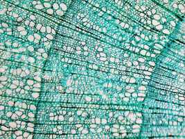 Pine Wood micrograph