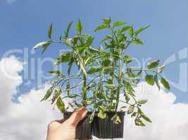 Plug tomato plant