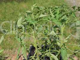 Plug tomato plant