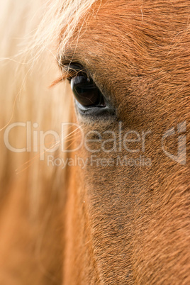 Horse portrait