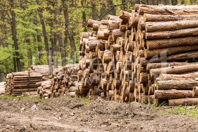 Big pile of wood