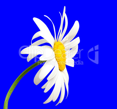 White chamomile on blue background