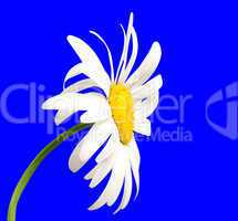 White chamomile on blue background