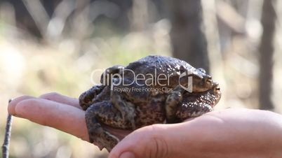 couple of spring toads on a hand