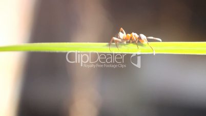 macro ant creeps on a green stalk of a grass