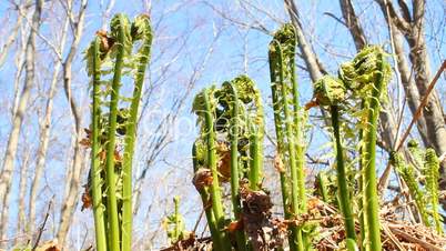 fiddlehead fern in the wood in  spring  sunny day