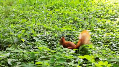 Squirrel With Nut In His Mouth