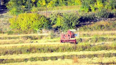 Combine harvester gathers the wheat crop