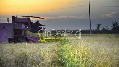 Combine harvester gathers the wheat crop Stock Video Combine takes in a harvest at sunset.