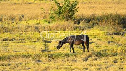Horse grazling Stock Video Horses eating straw feed on rice wheat harvested field