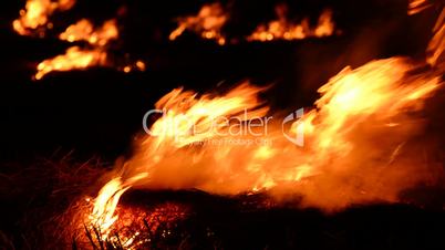 burning fire into dark forest Natural background shoot with alpha close up