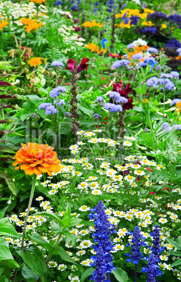 flower bed of bright flowers