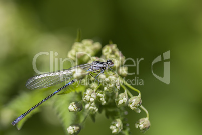 Azurjungfer - Coenagrion