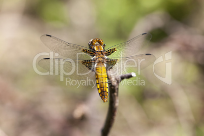 Plattbauch - Libellula depressa - Weibchen