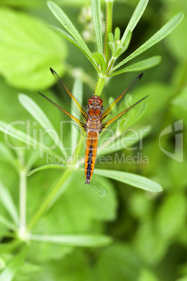 Weibliche Spitzenfleck Libelle - Libellula fulva