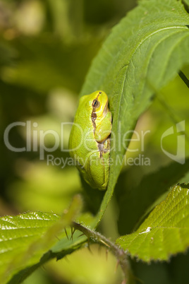 Europäische Laubfrosch - Hyla arborea