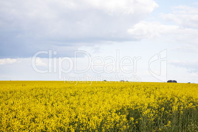 Blooming canola field