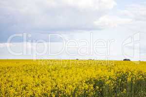Blooming canola field