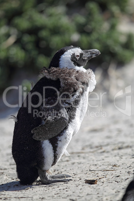 Brillenpinguin (Spheniscus demersus)