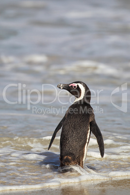 Brillenpinguin (Spheniscus demersus)