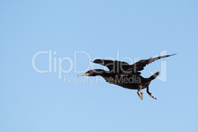 Kapscharbe (Phalacrocorax capensis)