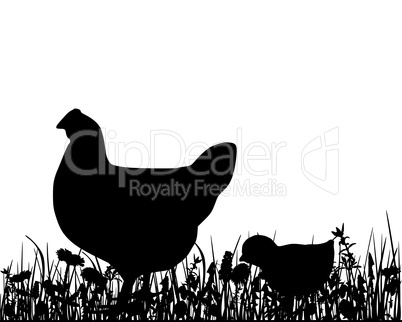 Huhn und Küken auf Wiese