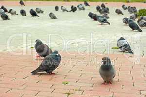 Group of pigeons on city sidewalk tiles