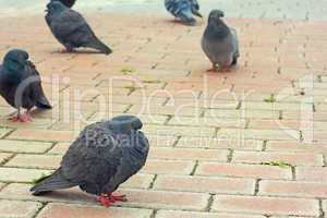 Pigeons on city sidewalk tiles