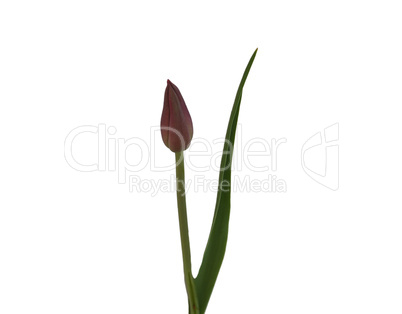 Tulpe