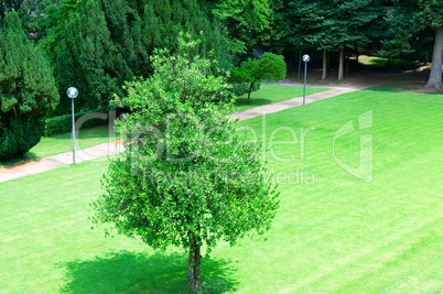 lonely tree on the lawn in the park