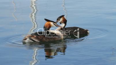 Great crested grebs (podiceps cristatus) courtship