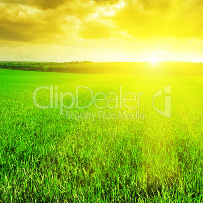 beautiful sunrise over a wheat field