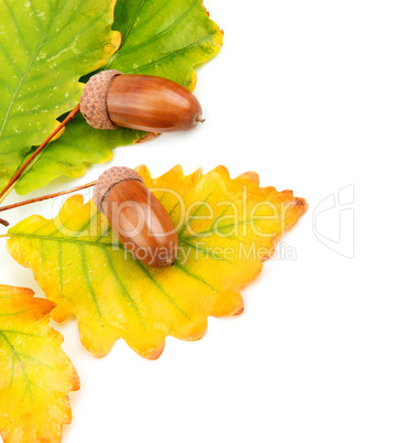 acorns and oak leaves