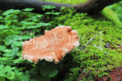 Brown mushrooms growing in the autumn forest