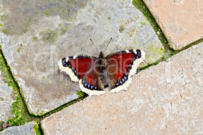 Butterfly brown on bricks